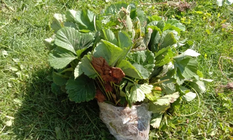 Продам саджанці малини - фото № 19