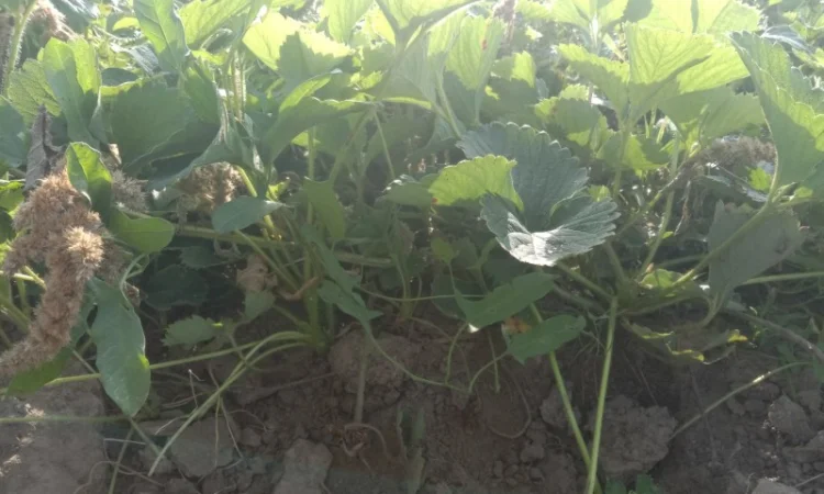 Продам саджанці малини - фото № 18