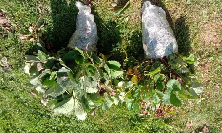 Продам саджанці малини - фото № 17