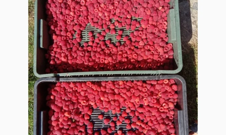 Продам саджанці малини - фото № 16