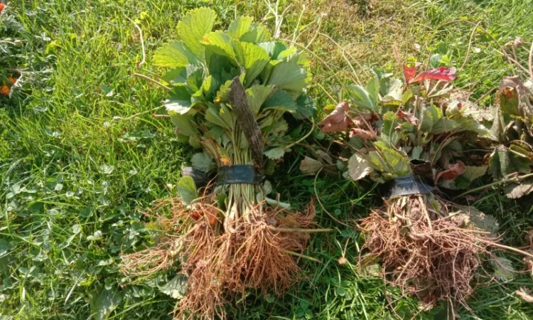 Продам саджанці малини - фото № 15