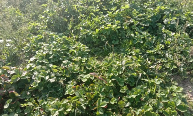 Продам саджанці малини - фото № 14