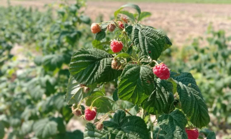 Продам саджанці малини - фото № 13