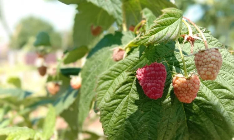 Продам саджанці малини - фото № 12