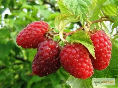 Продаж чистосортних саджанців малини з розсадника - фото № 2