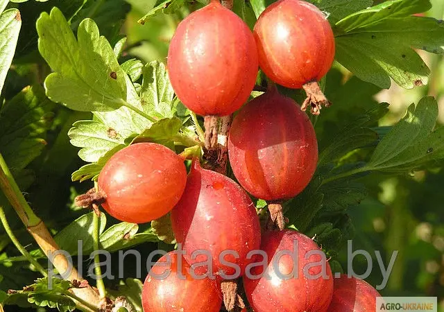 Продаж чистосортних саджанців малини з розсадника - фото № 3
