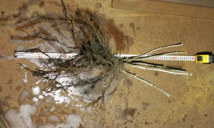 Саджанець чорної великоплідної смородини Добриня ПЛОДОНОСНИЙ ДОРОСЛИЙ - фото № 5