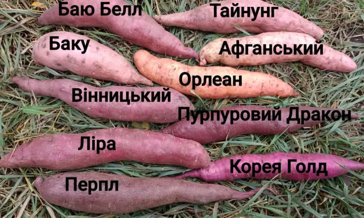 Бронирование рассады батата (черенков) Ліра - фото № 9