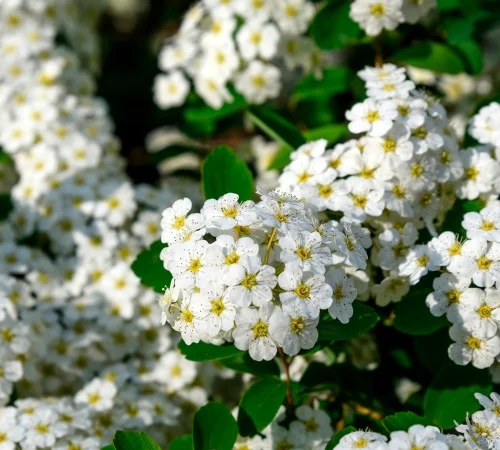 Саженцы спиреи Ниппонская - фото № 1