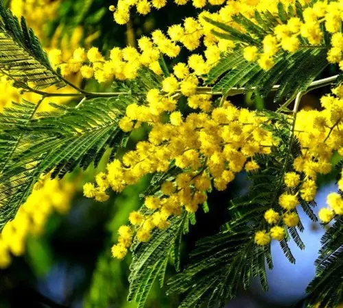 Саджанці мімози Acacia Dealbata - фото № 1