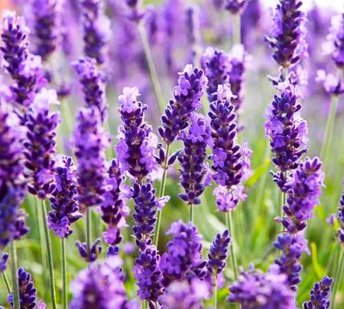 Саженцы лаванды Лондон Блю - фото № 1