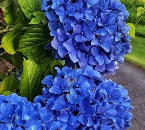 Саженцы гортензии Nikko Blue - фото № 1