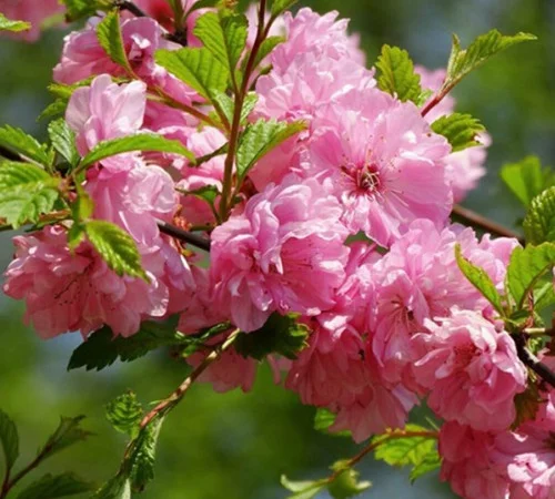 Саженцы декоративного миндаля Мультиплекс - фото № 1