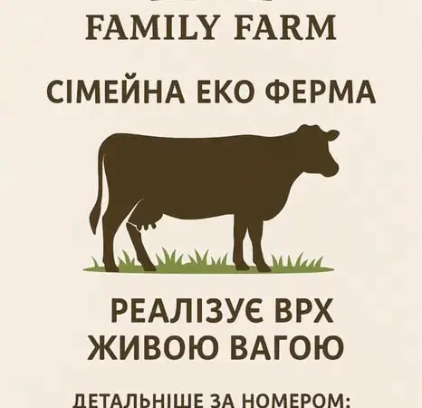 Продам биків живою вагою - фото № 1