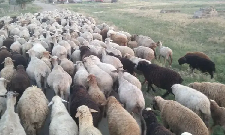 Продам баранину живим весом - фото № 1