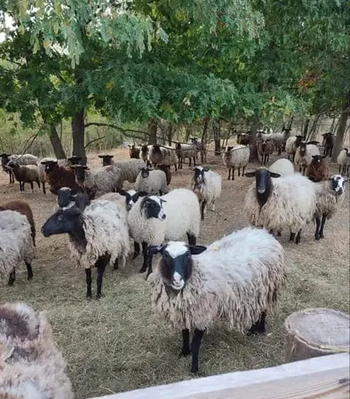 Продам баранину,ягнятіну живою вагою або тушкой - фото № 1