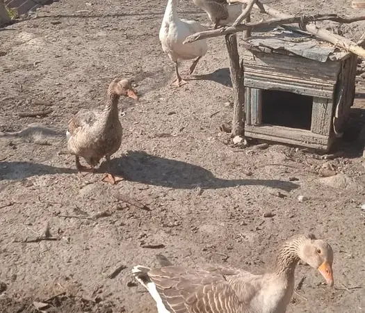 Продам гусей, живим весом, порода: велика сіра. - фото № 1