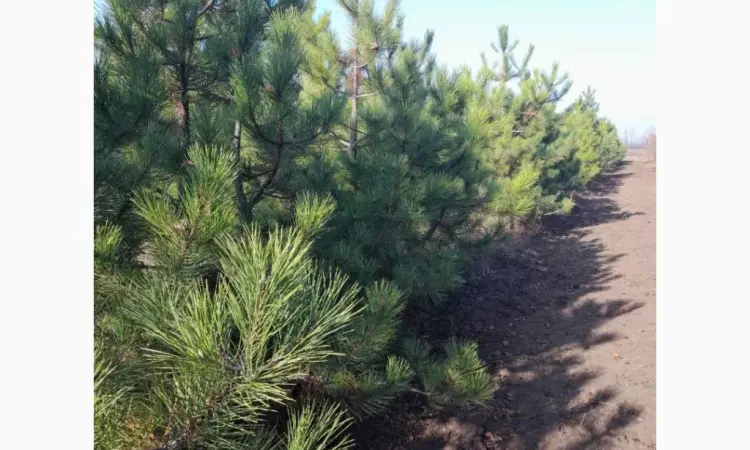 Сосна ялинка новорічна сосны елки новогодние опт купить сосну елку оптом - фото № 1