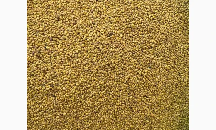 Продам насіння люцерни немагнічена та магнічена. Є об'єми - фото № 4