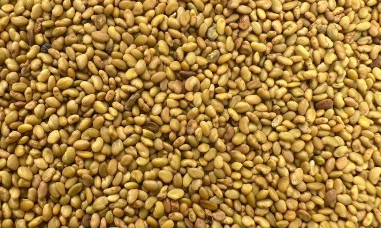 Продам оптом насіння люцерни - фото № 1