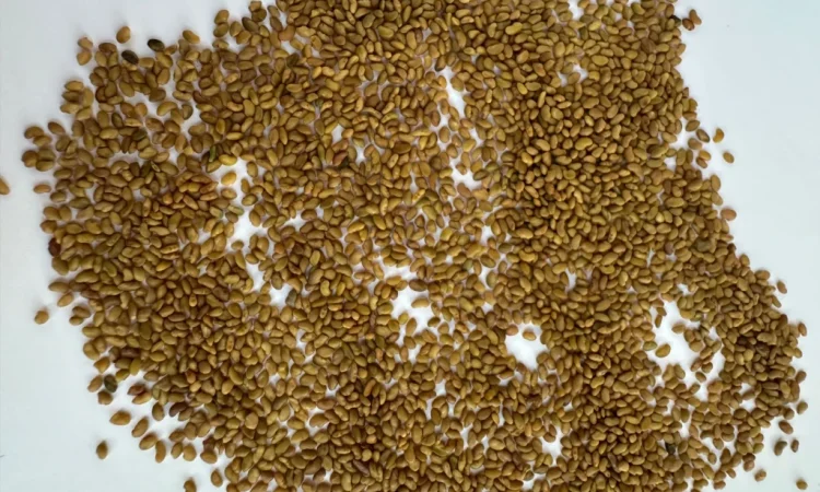 Продам оптом насіння люцерни - фото № 2