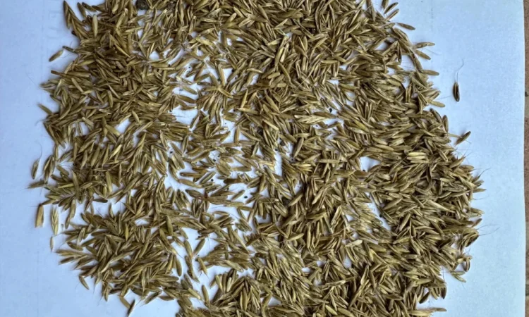 Продам оптом насіння райграсу однорічного - фото № 2