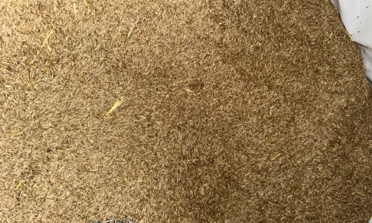 Продам оптом насіння райграсу однорічного - фото № 3