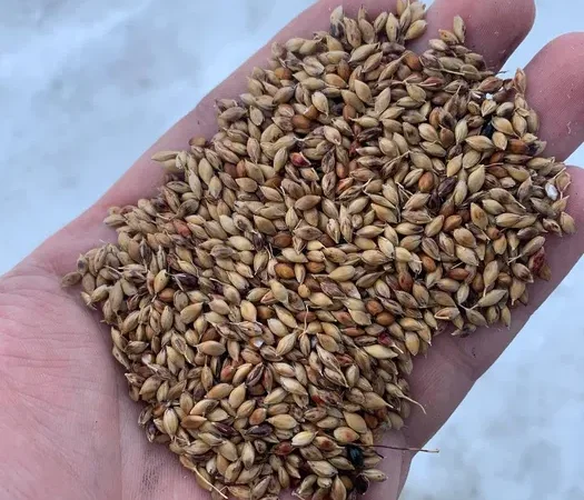 Продам семена суданки - фото № 1