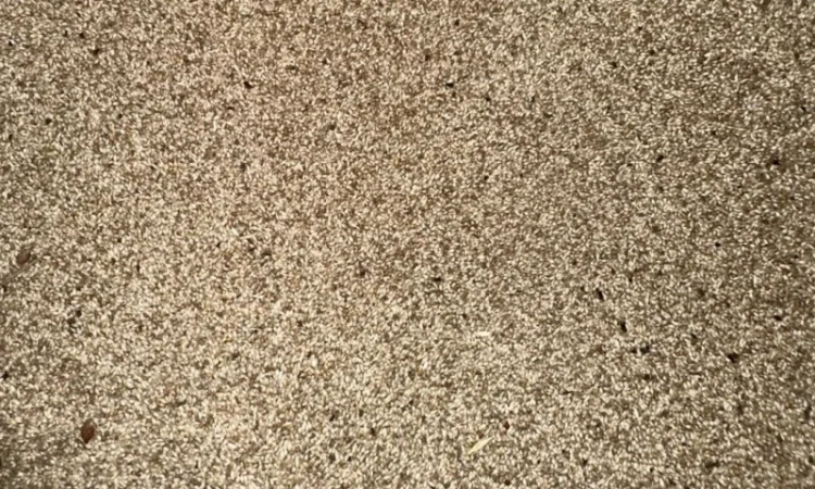 Продам оптом насіння тимофіївки - фото № 1