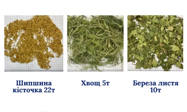 Продам лікарські РОСЛИНИ | ОПТ (лік трави і ягоди) - фото № 2