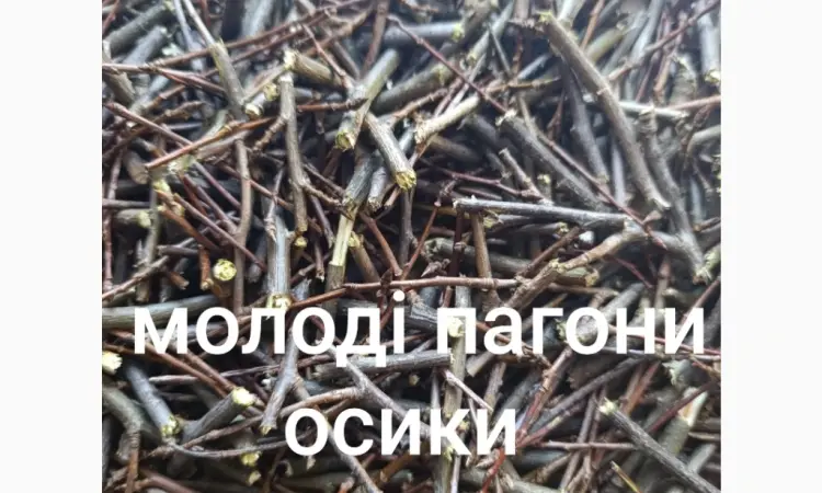 Побеги молодой осины - фото № 1