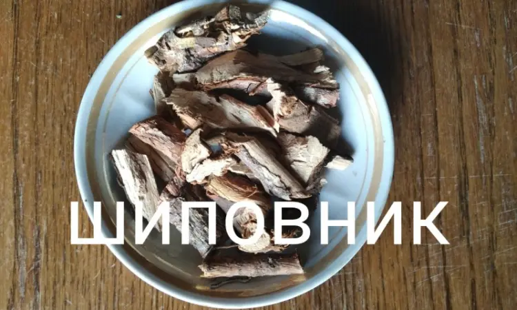 Шиповник корень - фото № 1