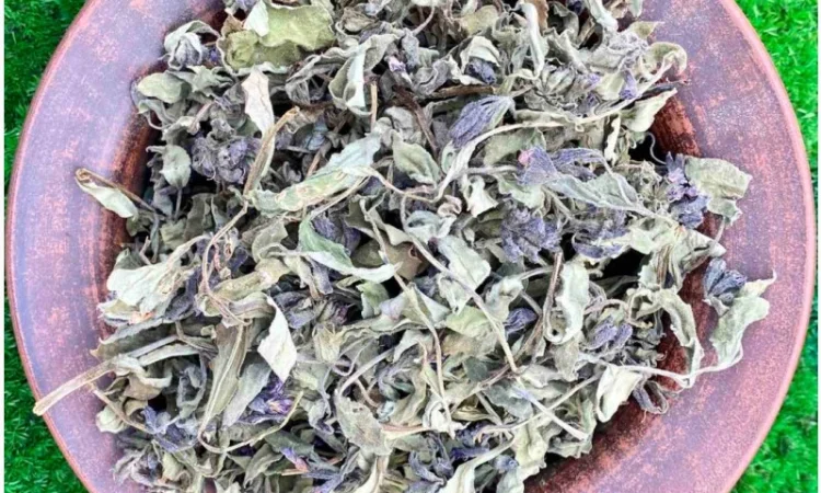 Медунка трава - фото № 1