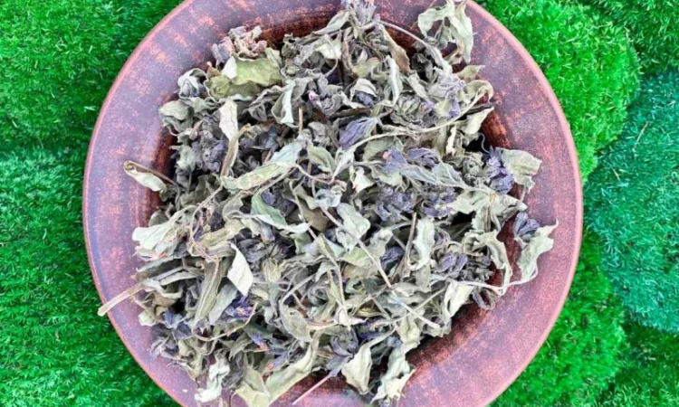 Медунка трава - фото № 2