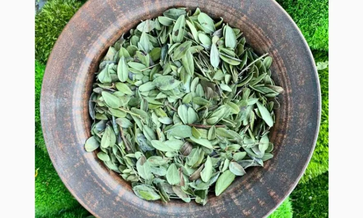 Листя брусниці - фото № 1