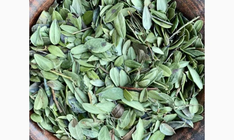 Листя брусниці - фото № 2