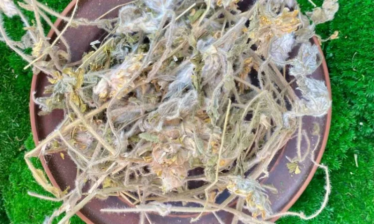 Астрагал шерстистоквітковий - фото № 1