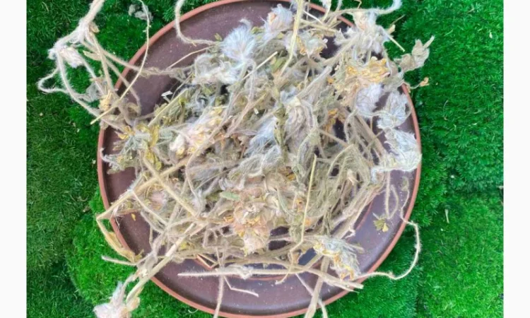 Астрагал шерстистоквітковий - фото № 2