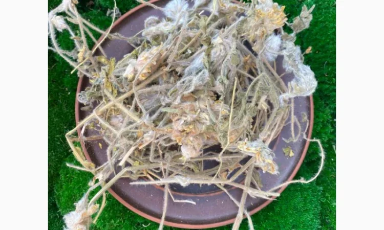 Астрагал шерстистоквітковий - фото № 3