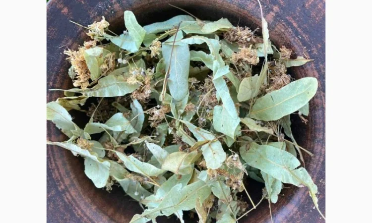 Цвіт липи - фото № 3