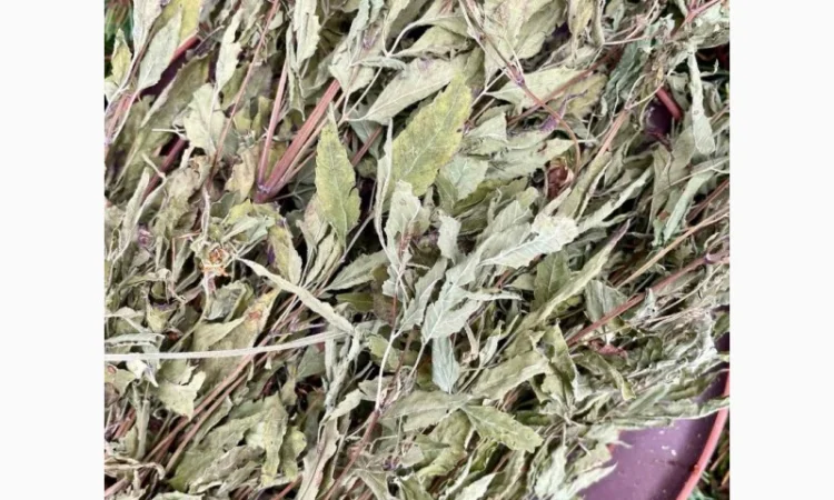 Череда - фото № 1