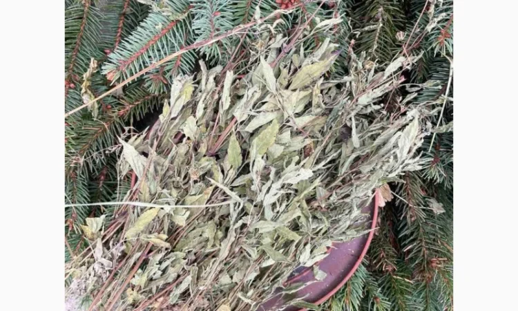 Череда - фото № 2