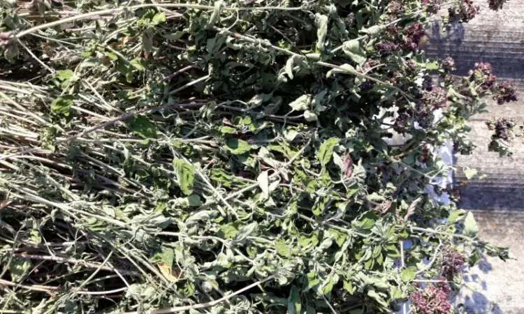 Материнка oregano - фото № 1