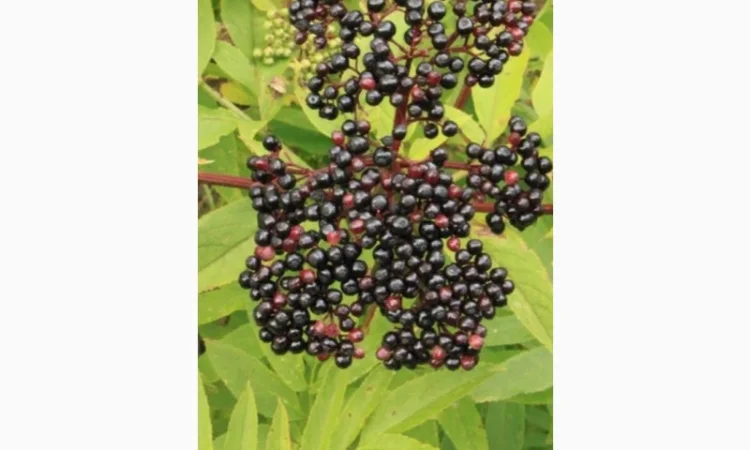 БУЗИНУ ВЫСУШИННУЮ купим у населения и заготовителей - фото № 1