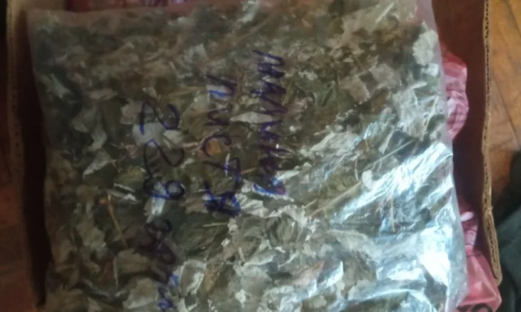 Лікарскі Рослини - фото № 10