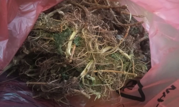 Лікарскі Рослини - фото № 13