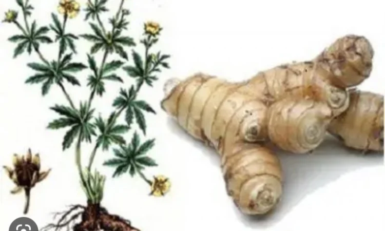 Куплю корінь калгана(сирий) - фото № 1