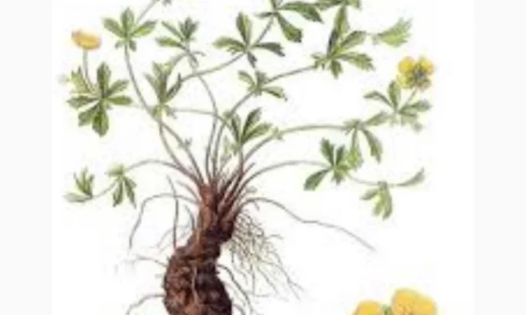 Куплю корінь калгана(сирий) - фото № 3