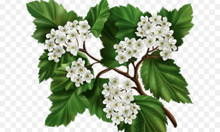 Куплю цвіт глоду - фото № 1