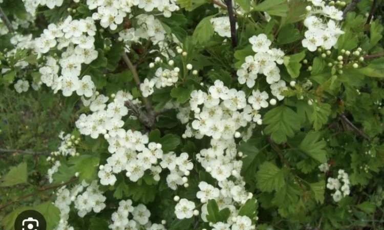 Куплю цвіт глоду - фото № 2